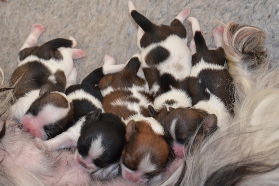 Puppies 5 days old
