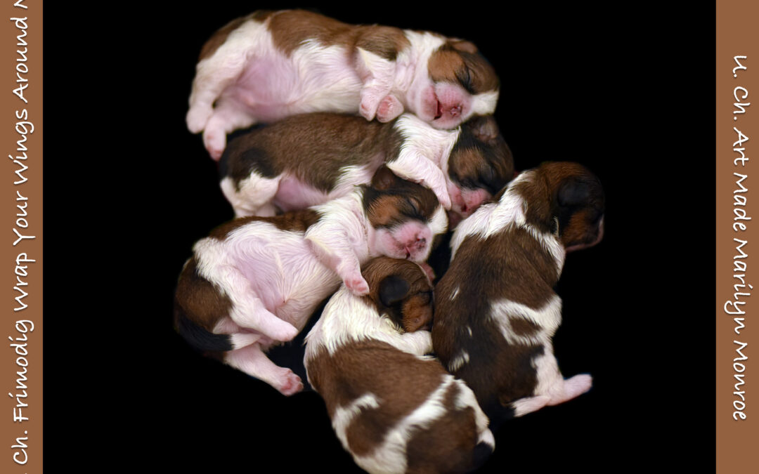 Puppies born October 29