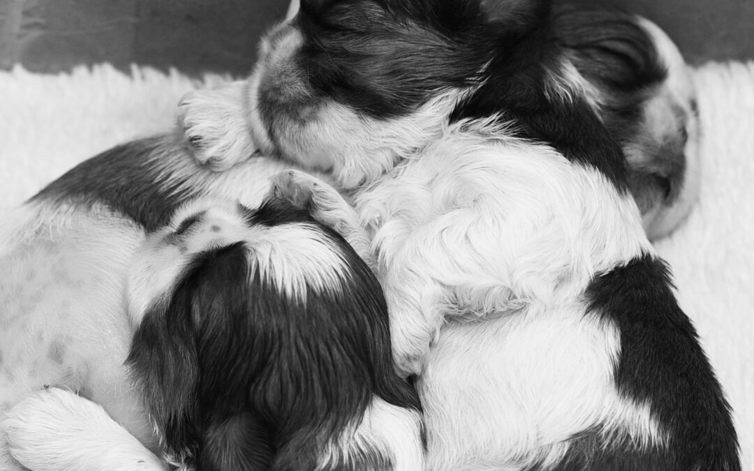 Puppies 2 weeks old 💖