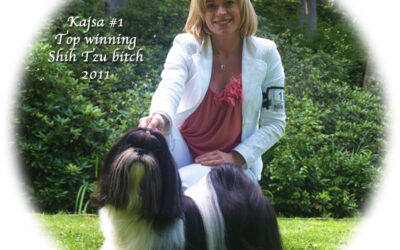 Kajsa #1 Top winning Shih Tzu bitch