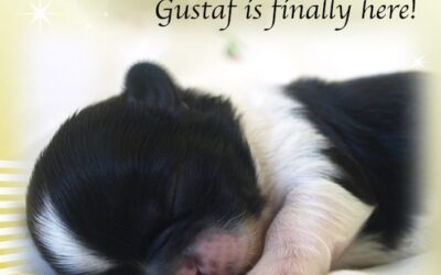 Gustaf!