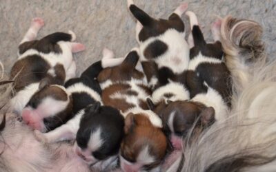 Puppies 5 days old