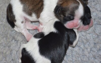 B&W girl and G&W girl five days old