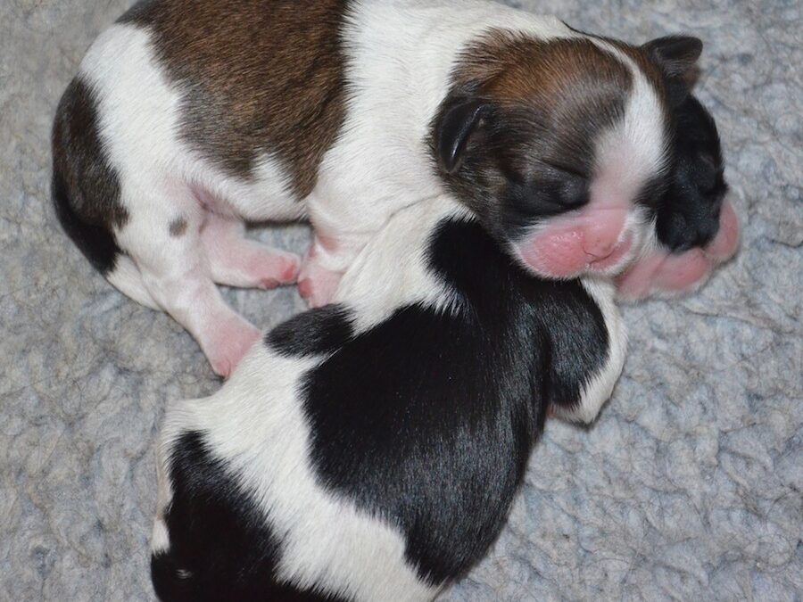 B&W girl and G&W girl five days old