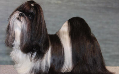 Kajsa still #1 Top Winning Shih Tzu