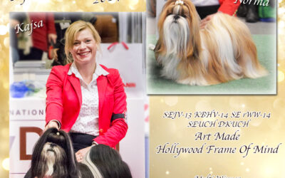 #1 AND #2 Top Winning Shih Tzu in Sweden!