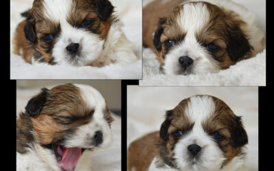 Puppies 3 weeks old ♥