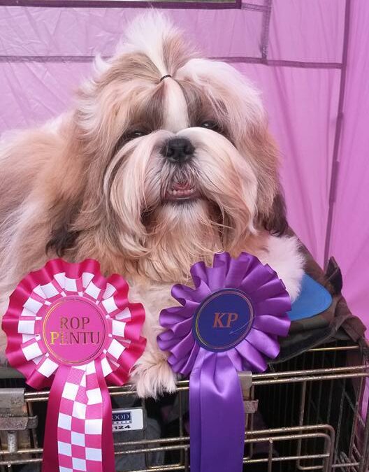 Pauli BOB puppy and shortlisted in the group finals!