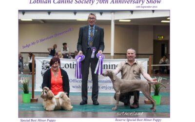 Ziggy wins Best In Show Minor Puppy