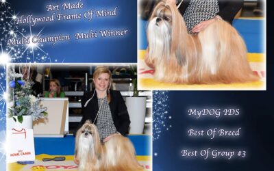 Norma BOB, Crufts qualified & Group 3 @MyDOG 2017!