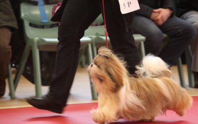 Ziggy Top Three @Top Open Show Puppy