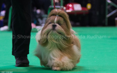 Ziggy @Crufts